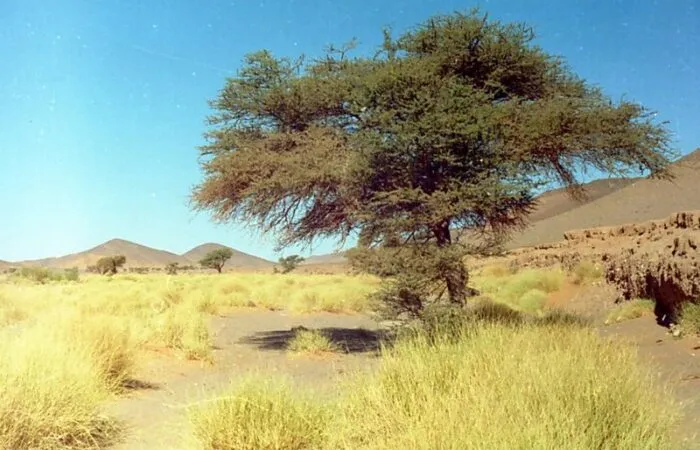 5 Days Desert Tou From Marrakech To Fes
