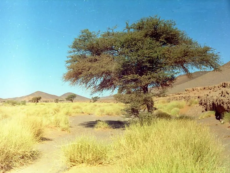 5 Days Desert Tou From Marrakech To Fes