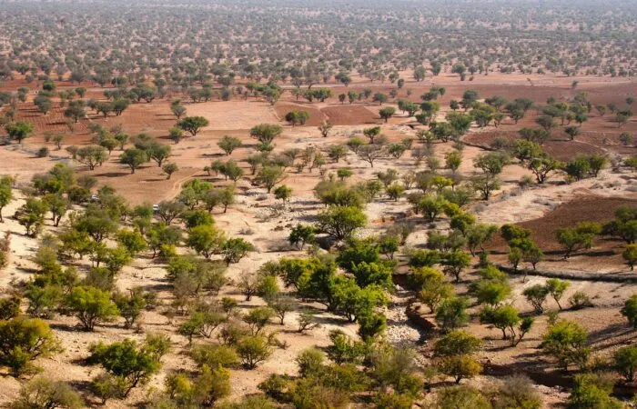 Argan Forest