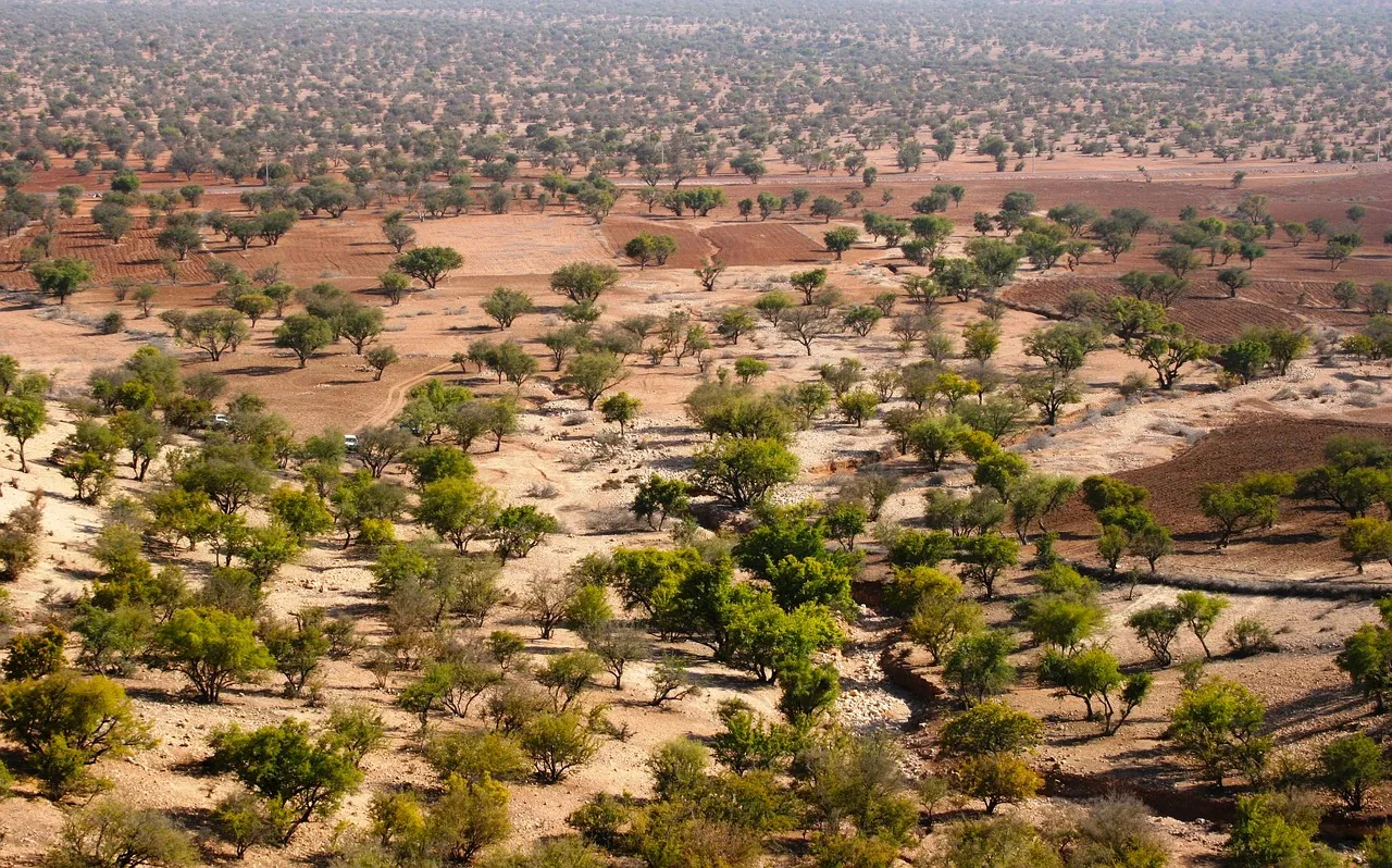 Argan Forest