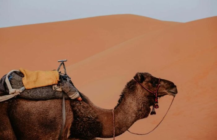 Camel