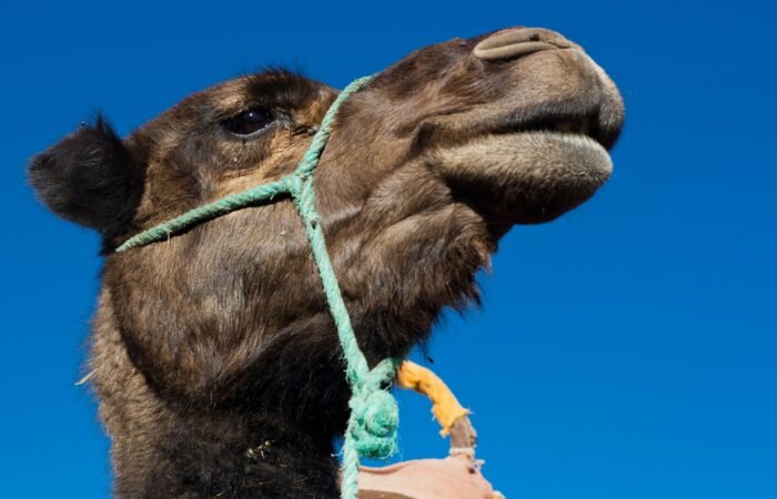 Camel