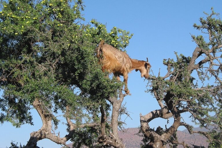 Argan Tree Argan Tree