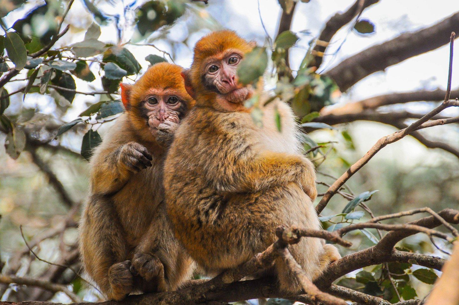 Wildlife in Morocco
